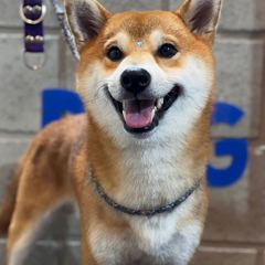 Yuyo